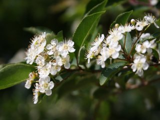 43